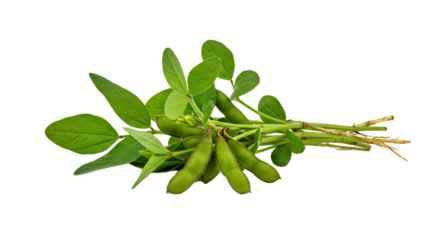 Soyabean Plant Bunch Pods Leaves Roots Isolated White Background Vibrant Green Clean Realistic Studio