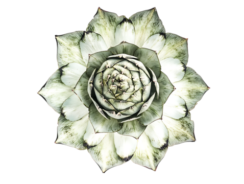 Green Globe Artichoke Vegetables on Farm  - Powered by Adobe