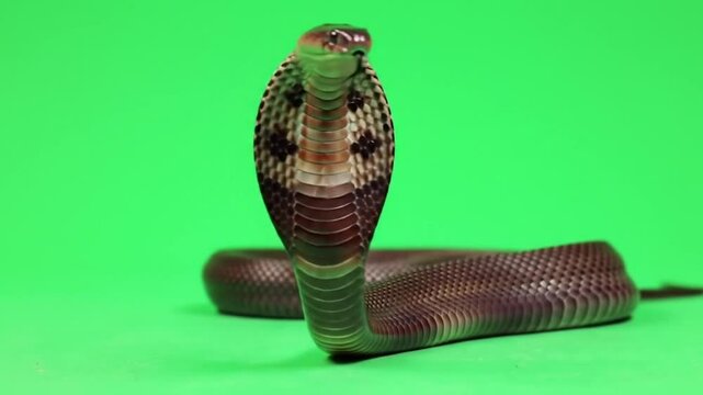 Venomous Snake on Green Screen. Realistic Snake Movements for Editing. Chroma Key Cobra Hood Flaring.