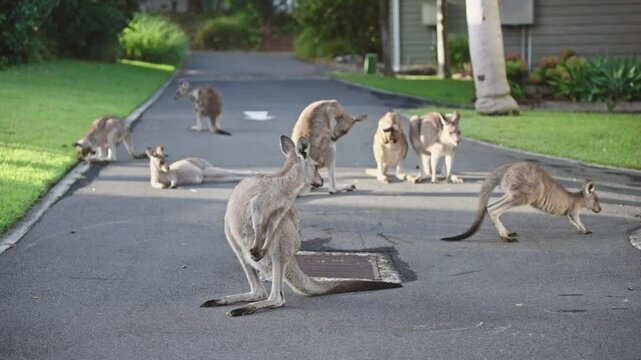 A group of adorable kangaroos lounging across a rural village road, perfectly at ease near human habitation. These wild yet docile marsupials bask in the afternoon sun