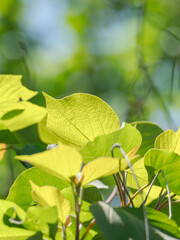 春の空に木の葉が輝く20