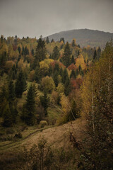 Colors of autumn foliage on hillside with rolling mountains in the background during overcast day....