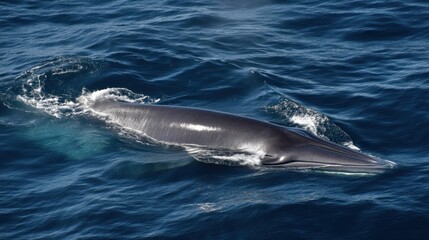 Fototapeta premium Fin Whale Gliding Through Blue Ocean Waters