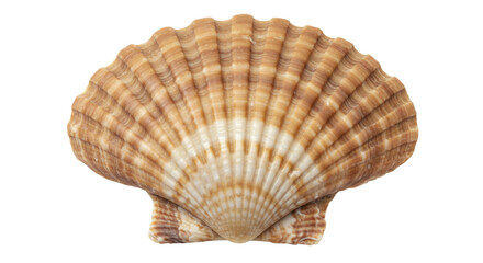 Isolated Scallop Seashell