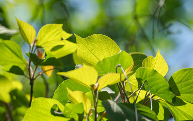 春の空に木の葉が輝く21