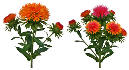 Fototapeta premium Fresh Safflower Plant Leaves Blooms Isolated White Background Crisp Realistic Clean Colorful Flower Detail