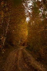 Naklejka premium Autumn trail winding through golden forest in a serene natural landscape. Autumn hiking in Carpathian Mountains, Ukraine