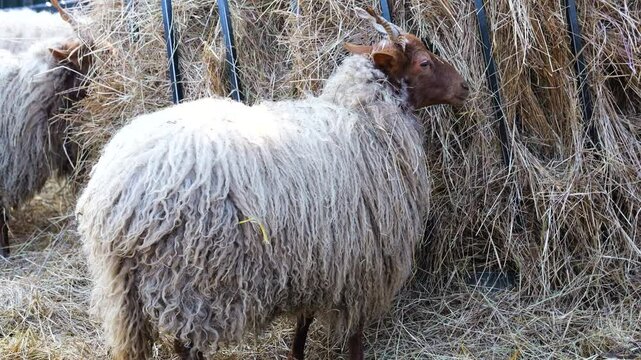 Fluffy Hungarian Racka sheep grazing on hay, showcasing unique wool texture