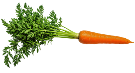 Fresh Whole Carrot Green Leafy Tops Isolated Transparent Background PNG Vivid Clean Natural Vegetable Root