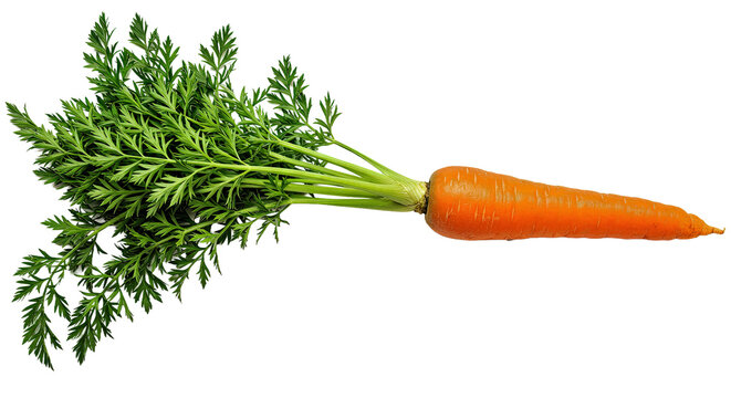 Fresh Whole Carrot Green Leafy Tops Isolated Transparent Background PNG Vivid Clean Natural Vegetable Root