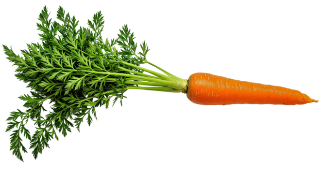 Fresh Whole Carrot Green Leafy Tops Isolated Transparent Background PNG Vivid Clean Natural Vegetable Root