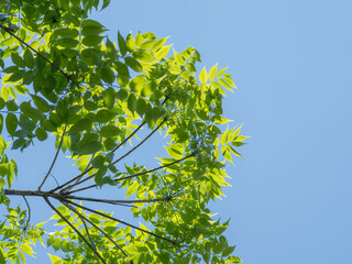 春の空に木の葉が輝く51