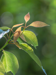 春の森　木の葉が輝く43
