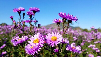 Fototapeta premium aster in the field, blue sky background
