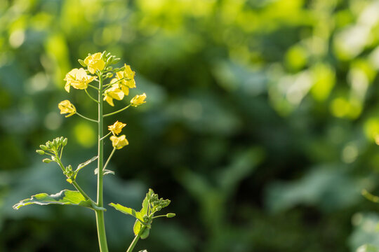 Fototapeta Closeup of canola flowering in a field