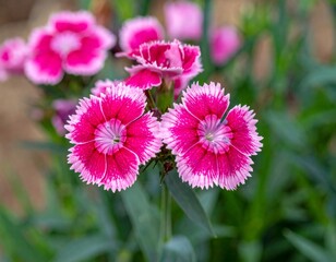 Obraz premium Carnation flower in the garden