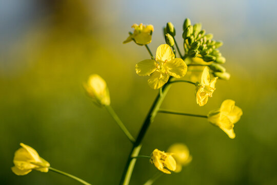 Fototapeta Closeup image of canola flowers with blurred background