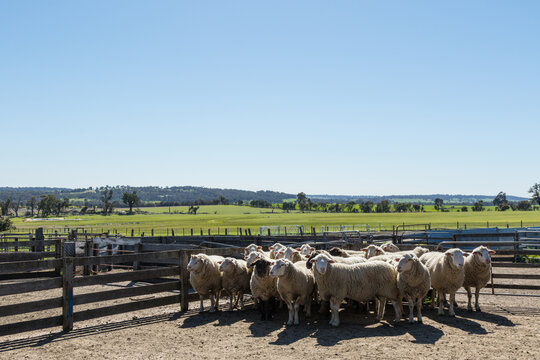 Woolly rams in sheep yard ready for shearing