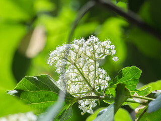 春の野山　ハクサンボクの白い花17