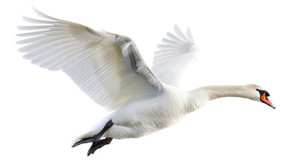 Obraz premium Elegant mute swan in flight with its large white wings spread wide. Isolated on a clean white background.