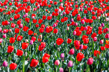 Field full of red, pink, and purple tulips blooming under bright sunlight.