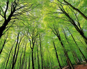Majestic Canopy of Lush Green Forests on International Day of Forests Celebrating Nature’s Abundance and Beauty