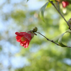 Park on a fresh green morning with camellia flowers