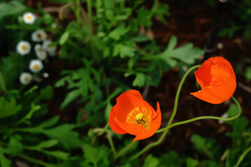 A pair of poppies swaying as if dancing