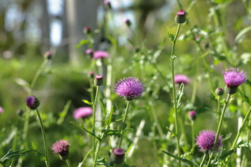 A field of thistle flowers sparkling in the sunlight