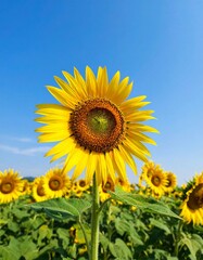 nature background with sunflower