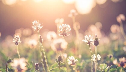 photo of abstract nature background with wild flowers
