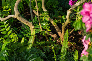 A lush garden scene featuring bright green fern fronds on the ground and the gnarled, twisting bare...