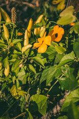 A close-up of a Black-eyed Susan vine with bright orange flowers with black centers and several pale yellow Tabasco peppers growing nearby, surrounded by lush green leaves.

