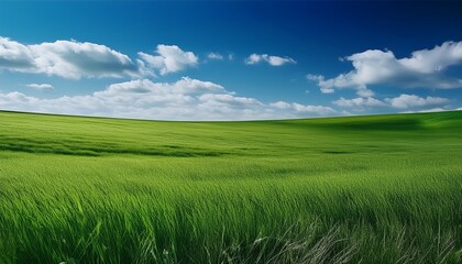 Fototapeta premium summer background concept, sunny day, blue sky