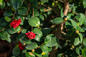 A close-up of a camellia shrub with glossy green leaves and bright red camellia flowers in bloom, alongside additional unopened buds in warm sunlight.  
