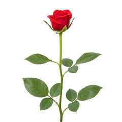 Obraz premium Red Rose: Single Stem Flower Image