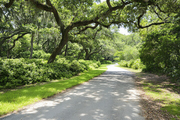 Fototapeta premium serene pathway winds through lush green landscape, surrounded by vibrant foliage and majestic trees, inviting exploration