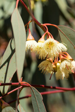 greyish green gum leaves and pale yellow gum blossom