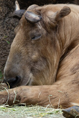 お昼寝ゴールデンターキン