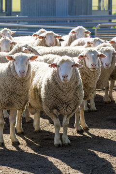 Woolly white suffolk rams looking at camera