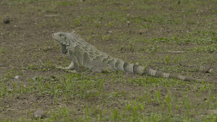 Iguana lizard athe the green ground watching the environment