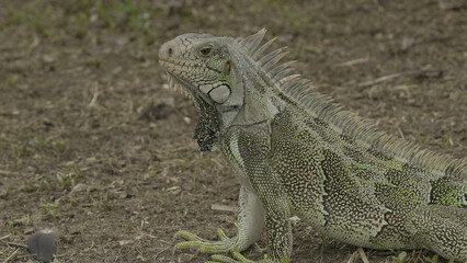 Iguana lizard athe the green ground watching the environment