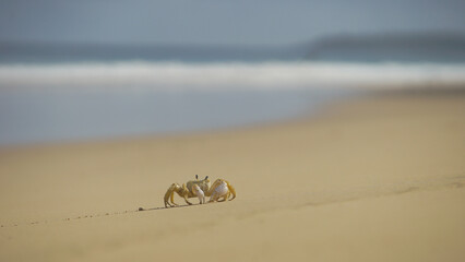 Small crab walking on the sand at the beach