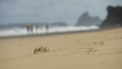 Small crab walking on the sand at the beach
