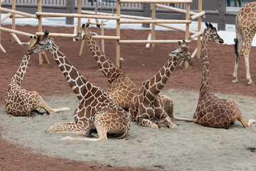 まったりキリン