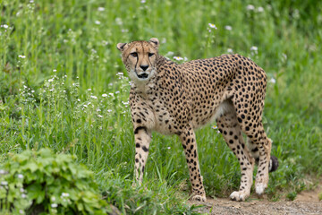 新緑のチーター