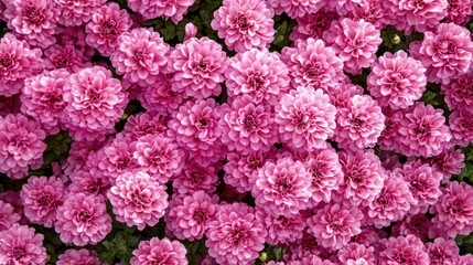 Close-up of vibrant, lush pink chrysanthemums in full bloom, a floral beauty.