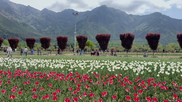 Tulip Garden Blossoms 2025, New Blooms, Fresh Waters, Tourists Journey from Srinagar to Pahalgam, Exploring Kashmirs Scenic Beauty and Vibrant Landscapes Clip 6
