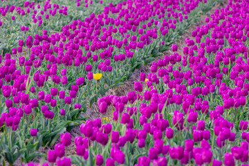 Obraz premium Selective focus of row or line of purple and yellow flowers on field in countryside farm, Tulips are plants of the genus Tulipa, Spring-blooming perennial herbaceous bulbiferous geophytes, Netherlands