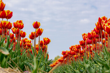 Selective focus of orange yellow flower on fields in countryside farm, Tulips are plants of the...